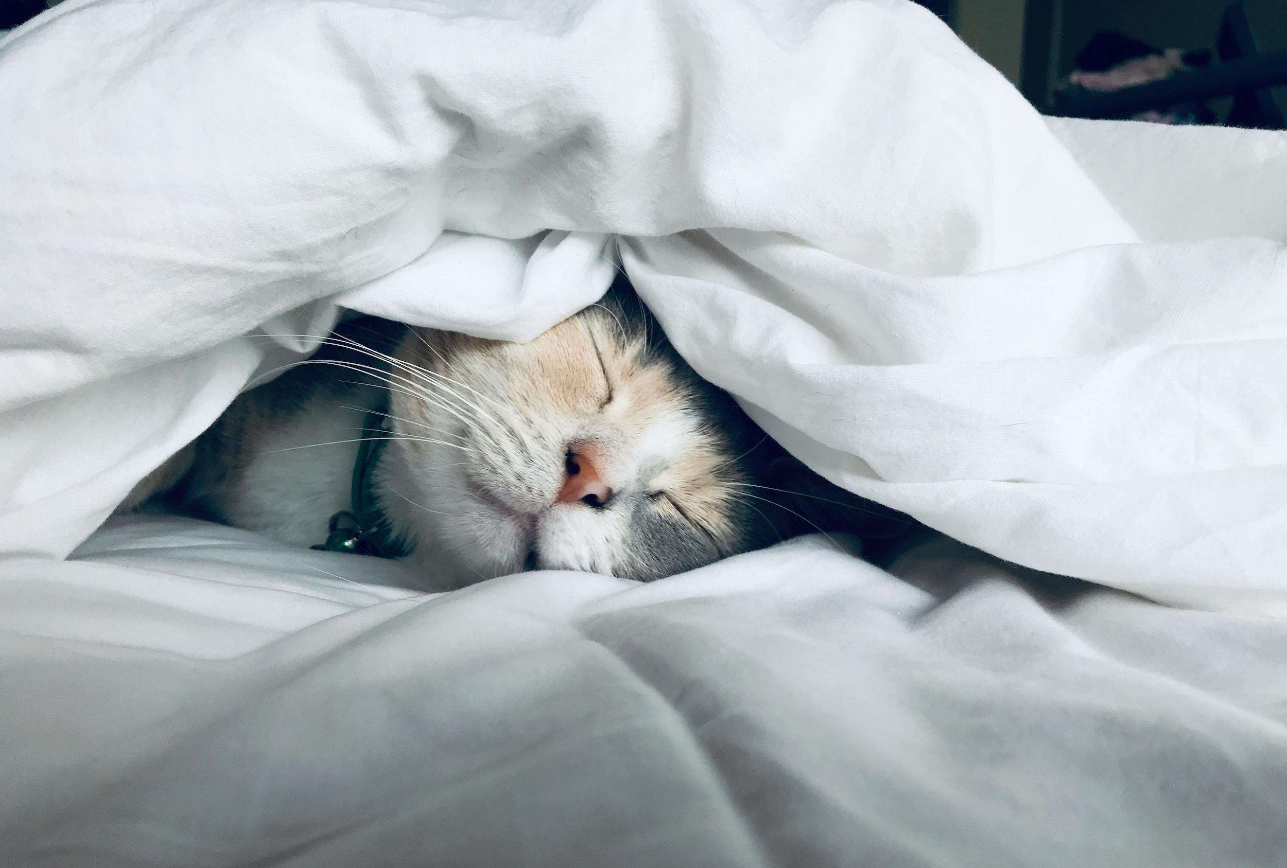 Person sleeping peacefully, representing the sleep-microbiome connection